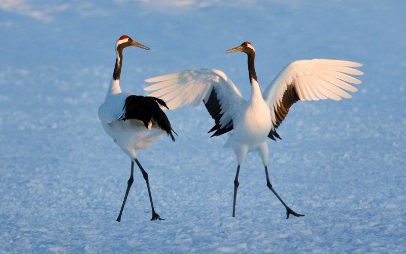 Танцующие журавли