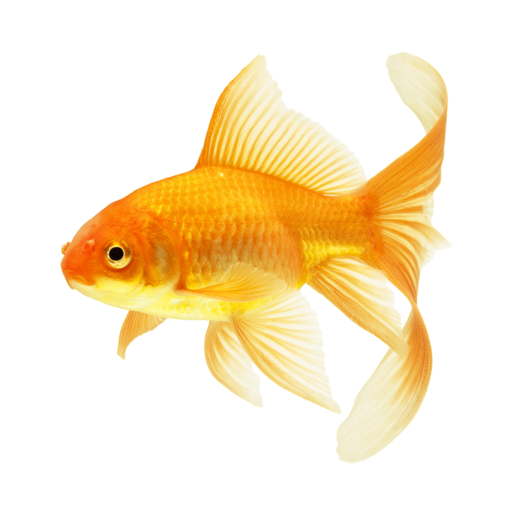 золотая рыбка